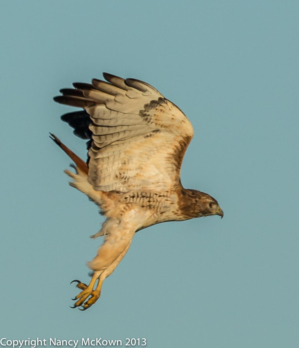 Photo of Red Tailed Hawk Gaining Altitude