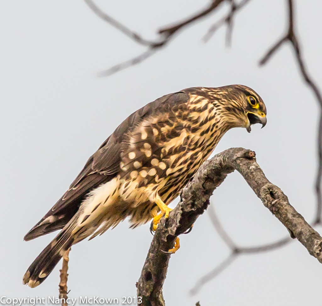 Merlin Falcon 