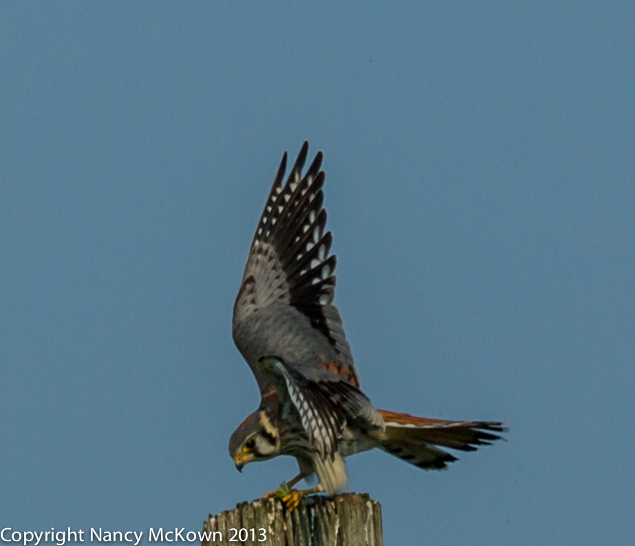 American Kestrel