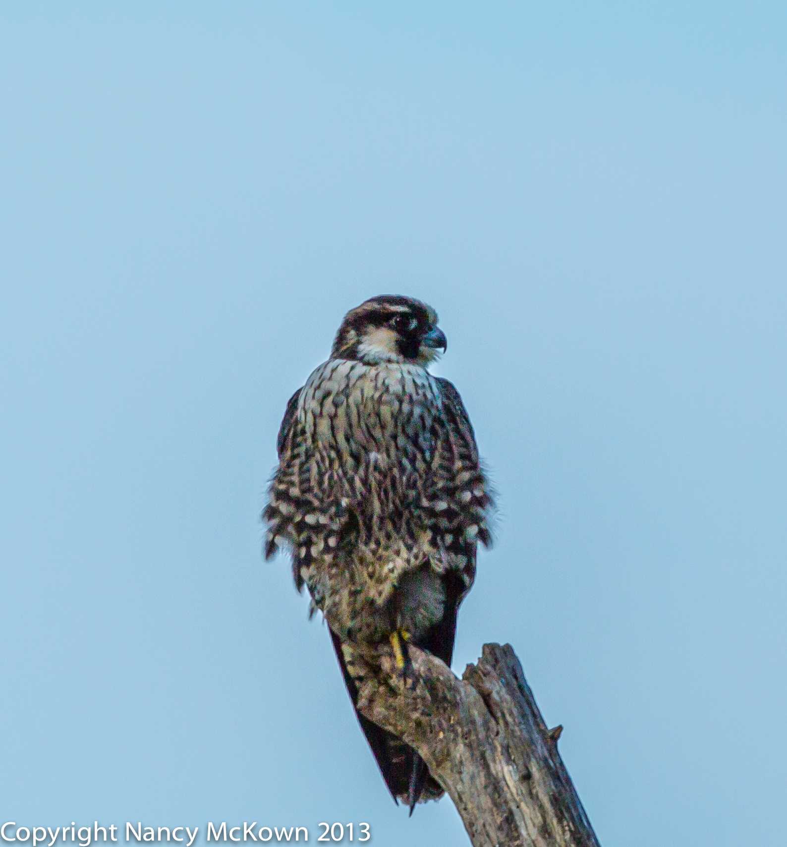 Peregrine Falcon