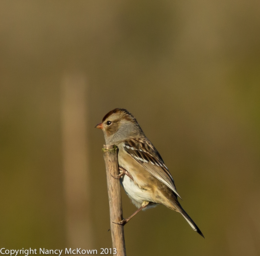 Photo of Immature White Crowned Sparrow