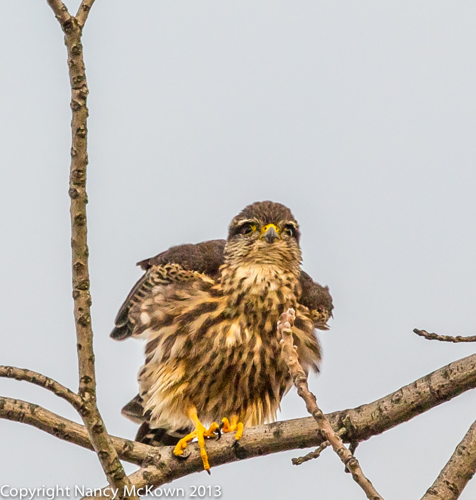 Photographing Merlin Falcons – Equipment Malfunction | Welcome to ...