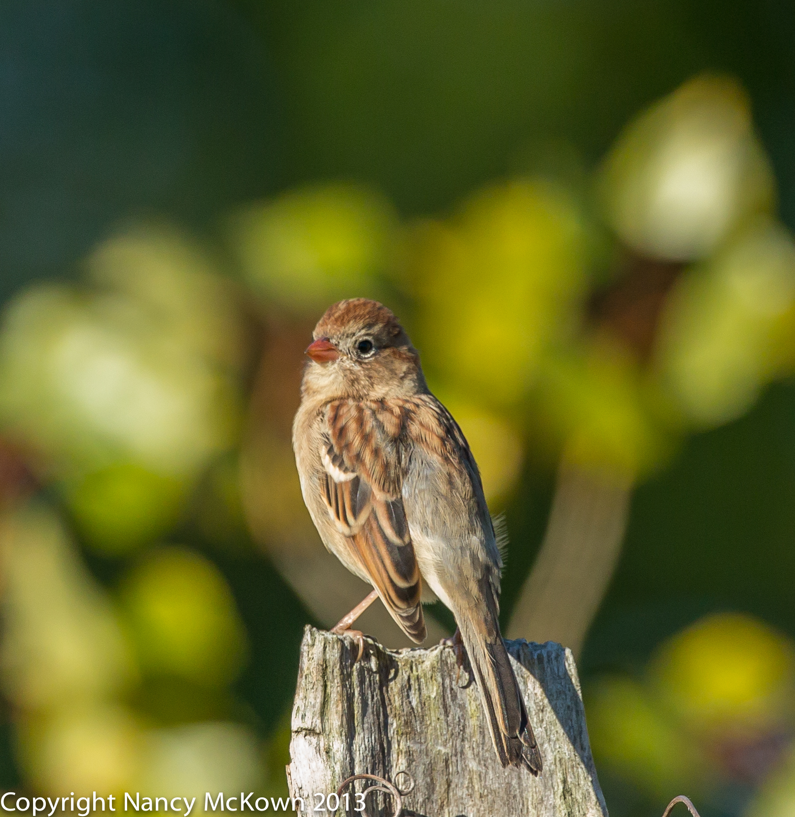 Photo of Field Sparrow