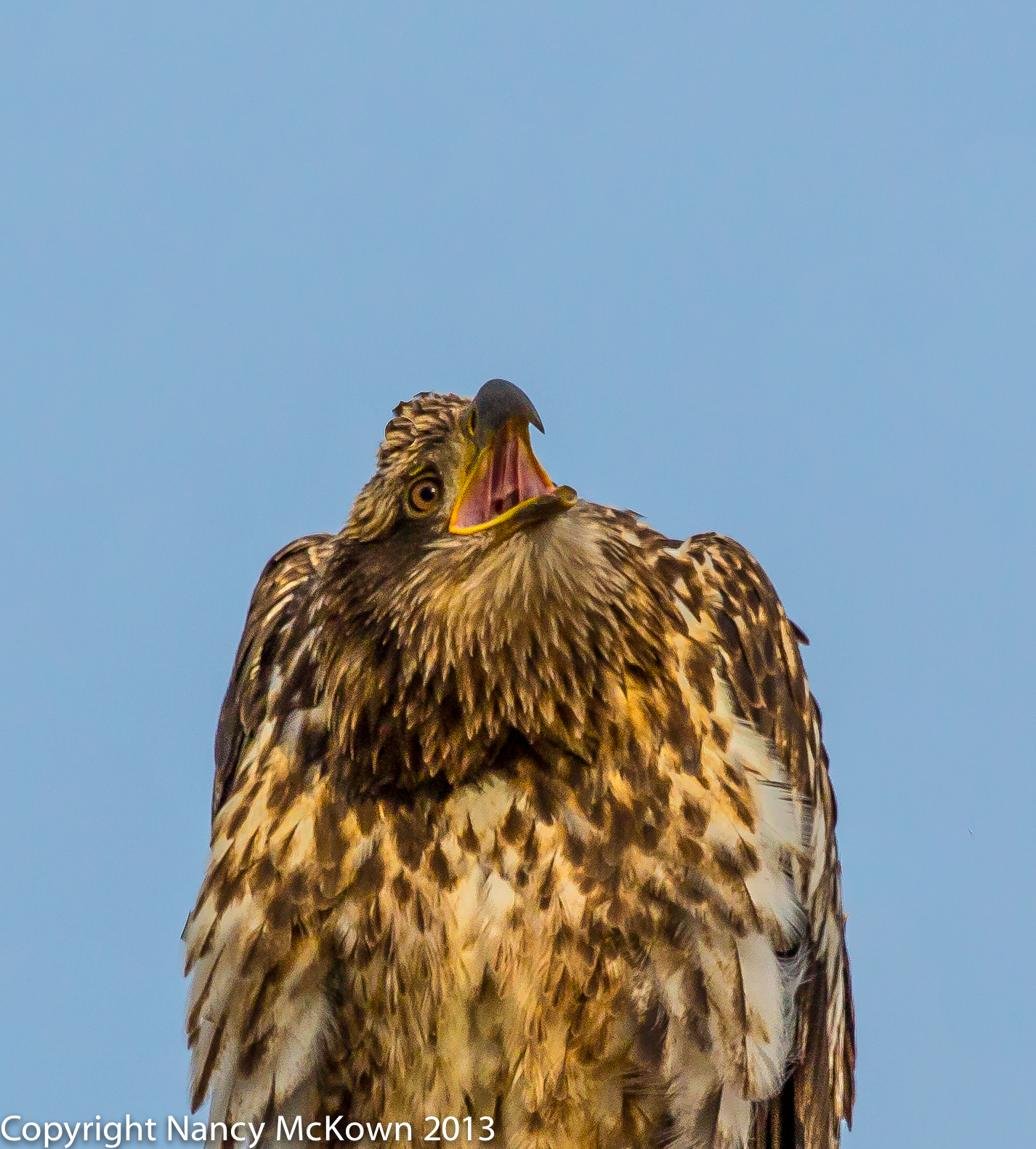 Photo of Immature Bald Eagle