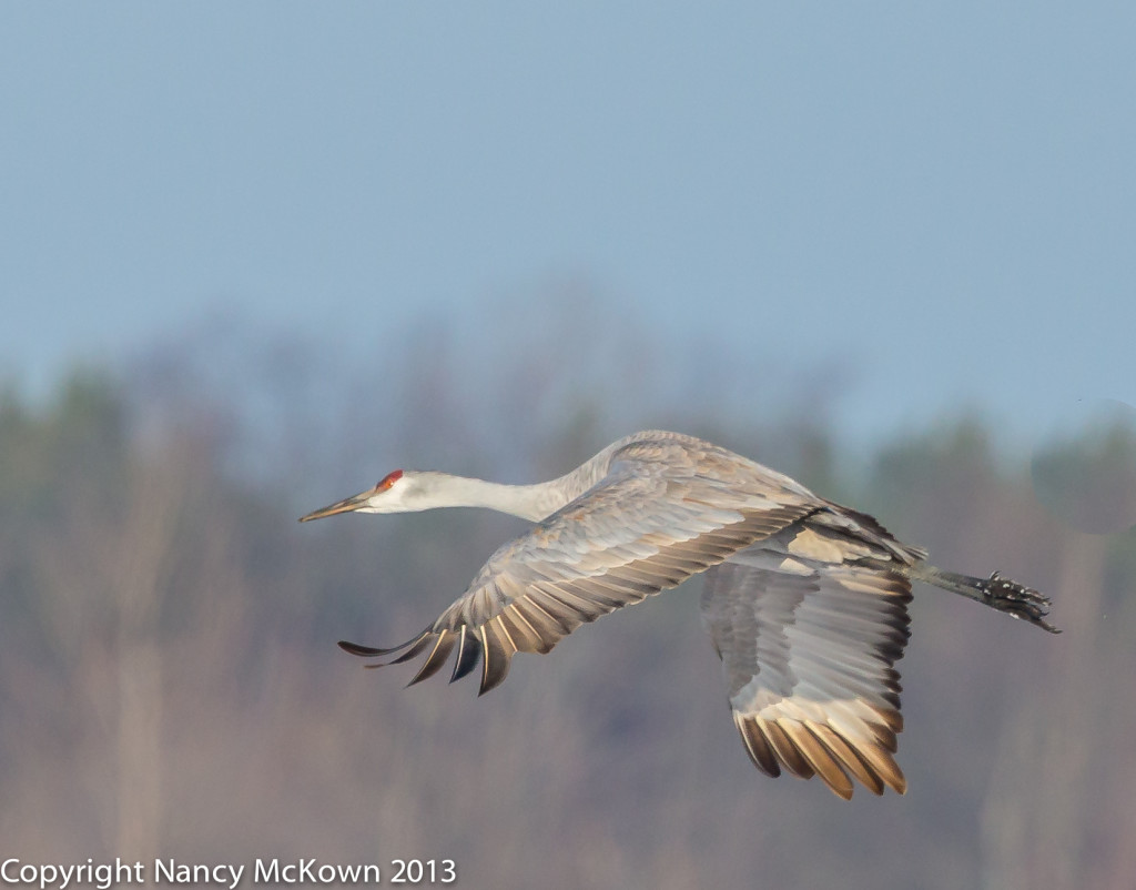 Best Times to Photograph Wild Birds to