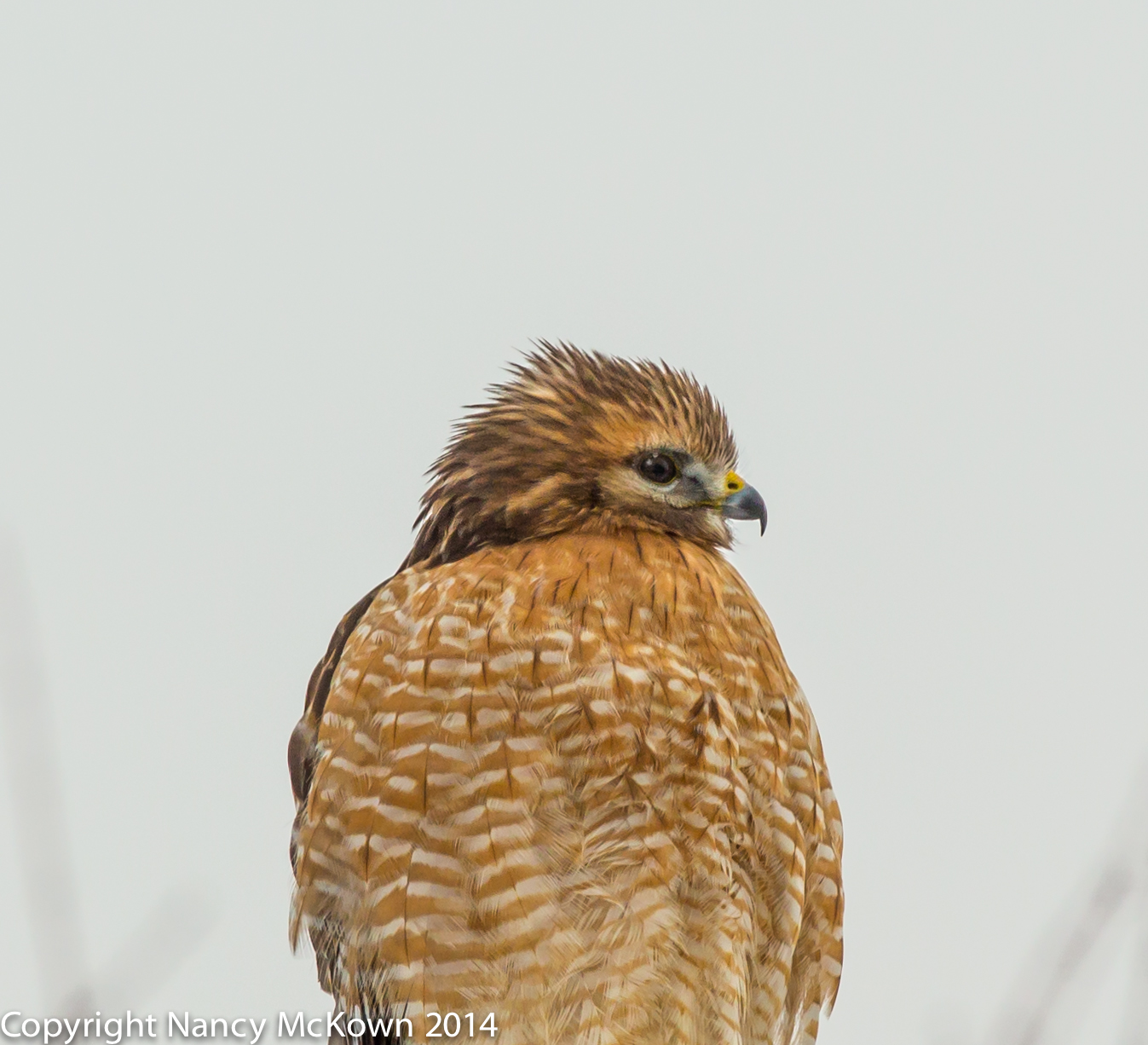 Photo of Red Shouldered Hawk