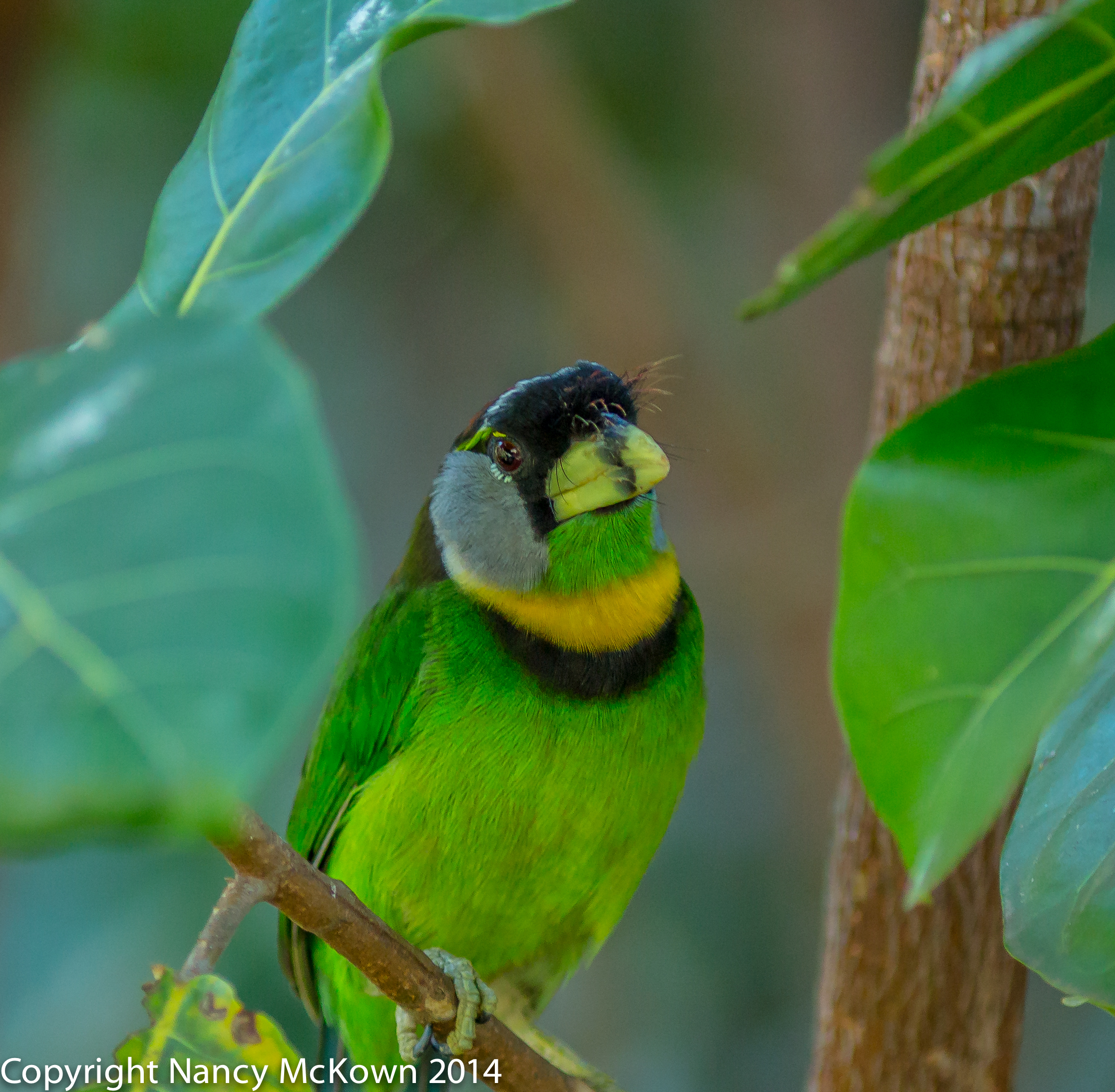 Photo of Fire Tufted Barbet