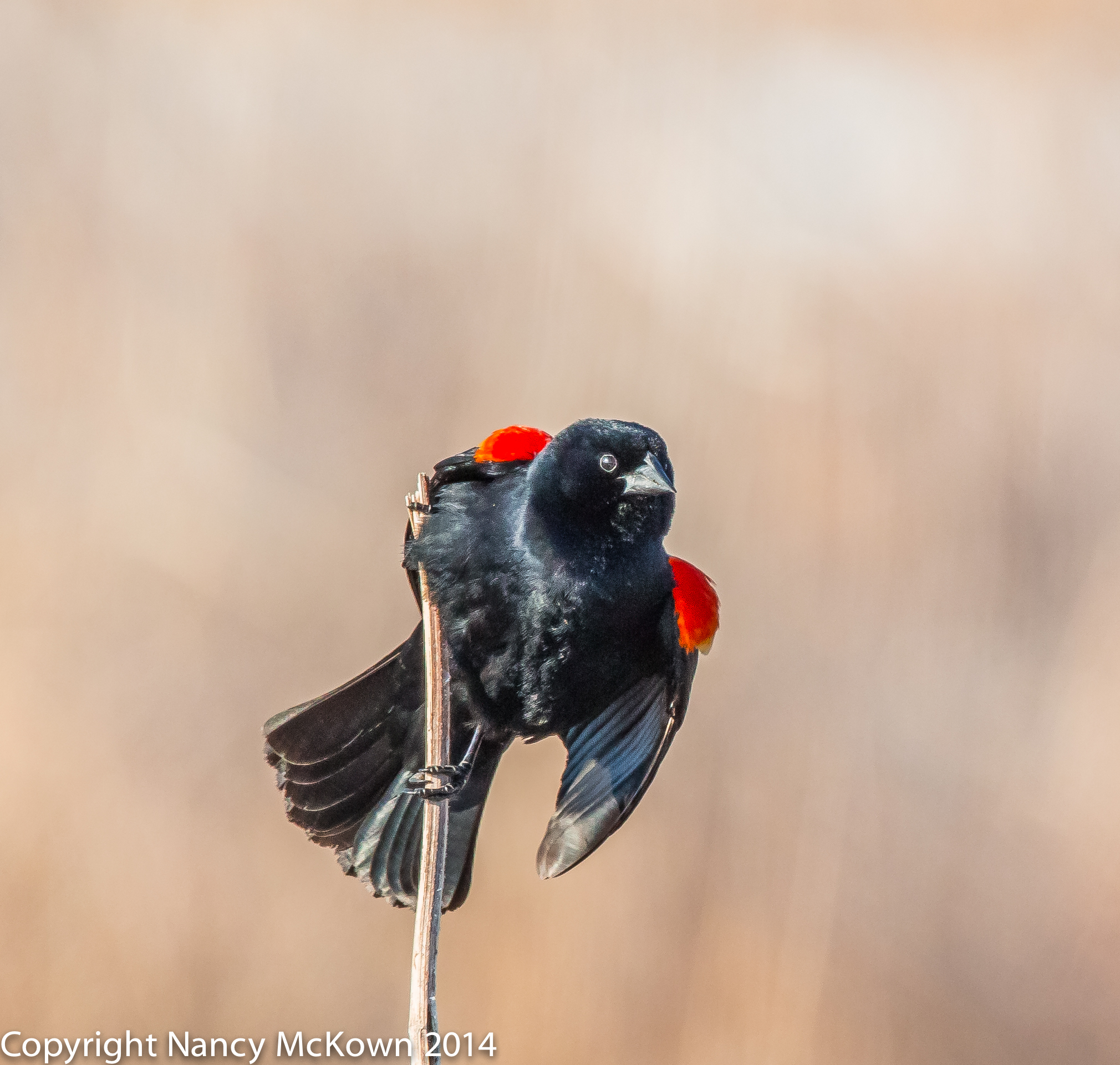 Photo of Red Winged Blackbird