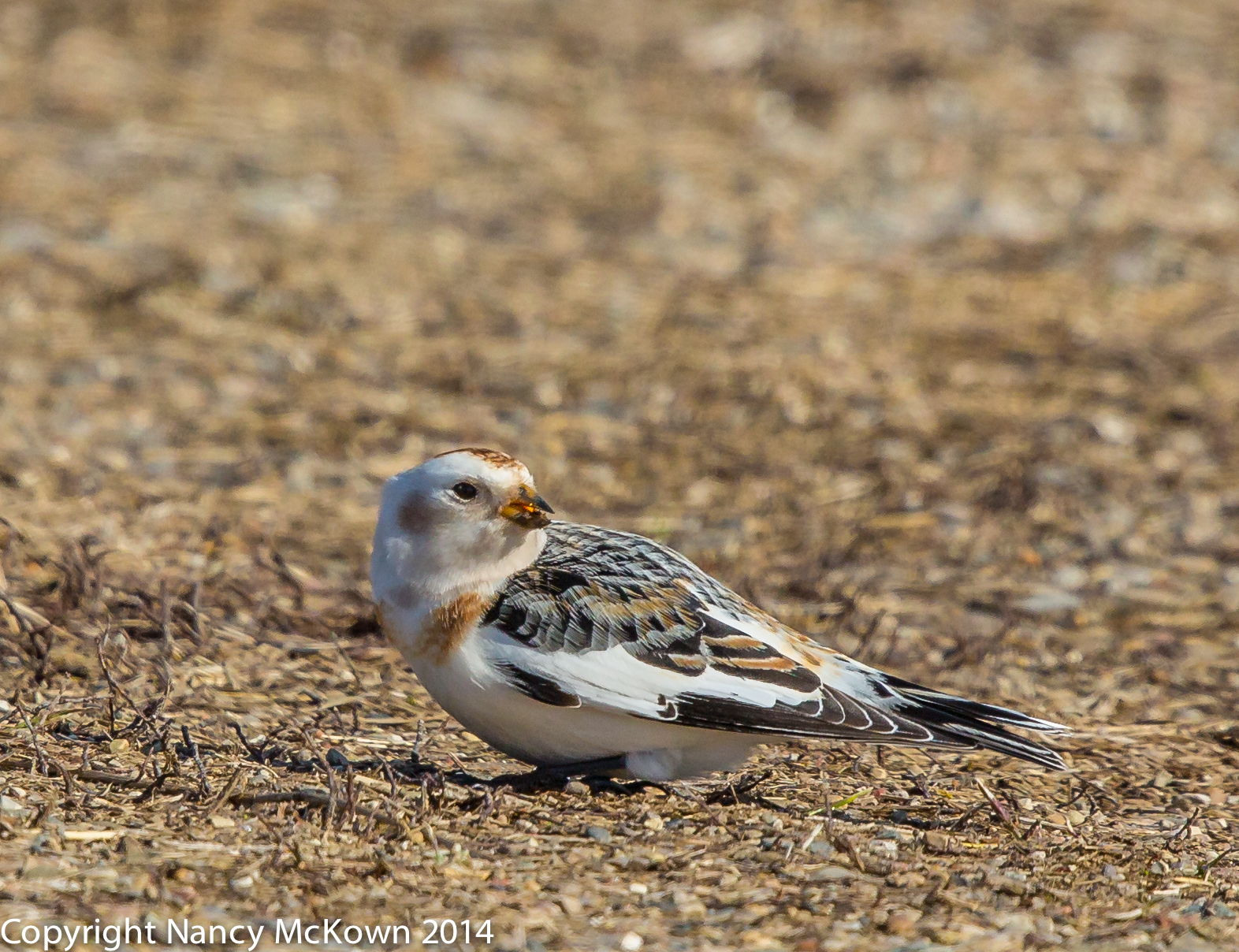 Photo of Snow Bunting