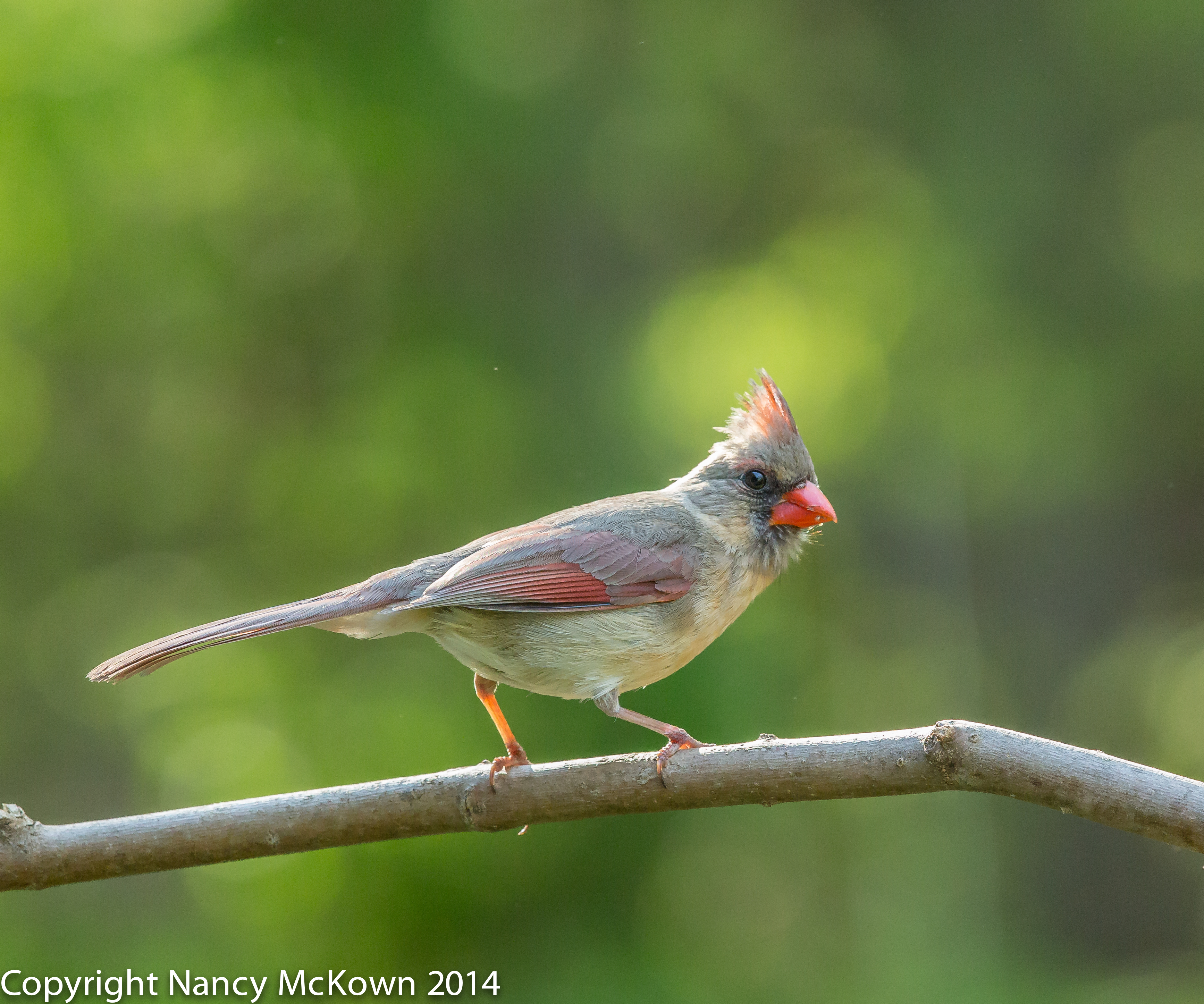 Photo of Female Northern Cardinal