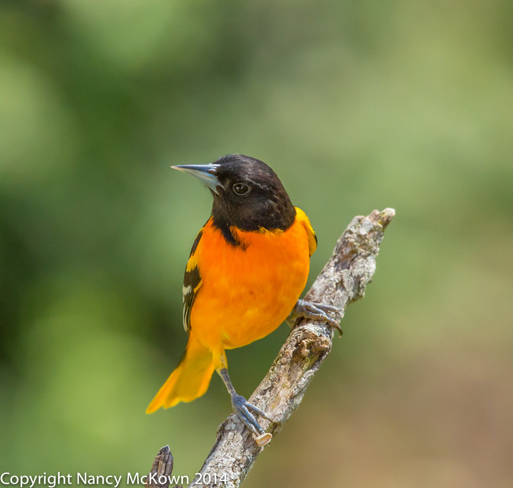 Baltimore Oriole | Welcome to NancyBirdPhotography.com