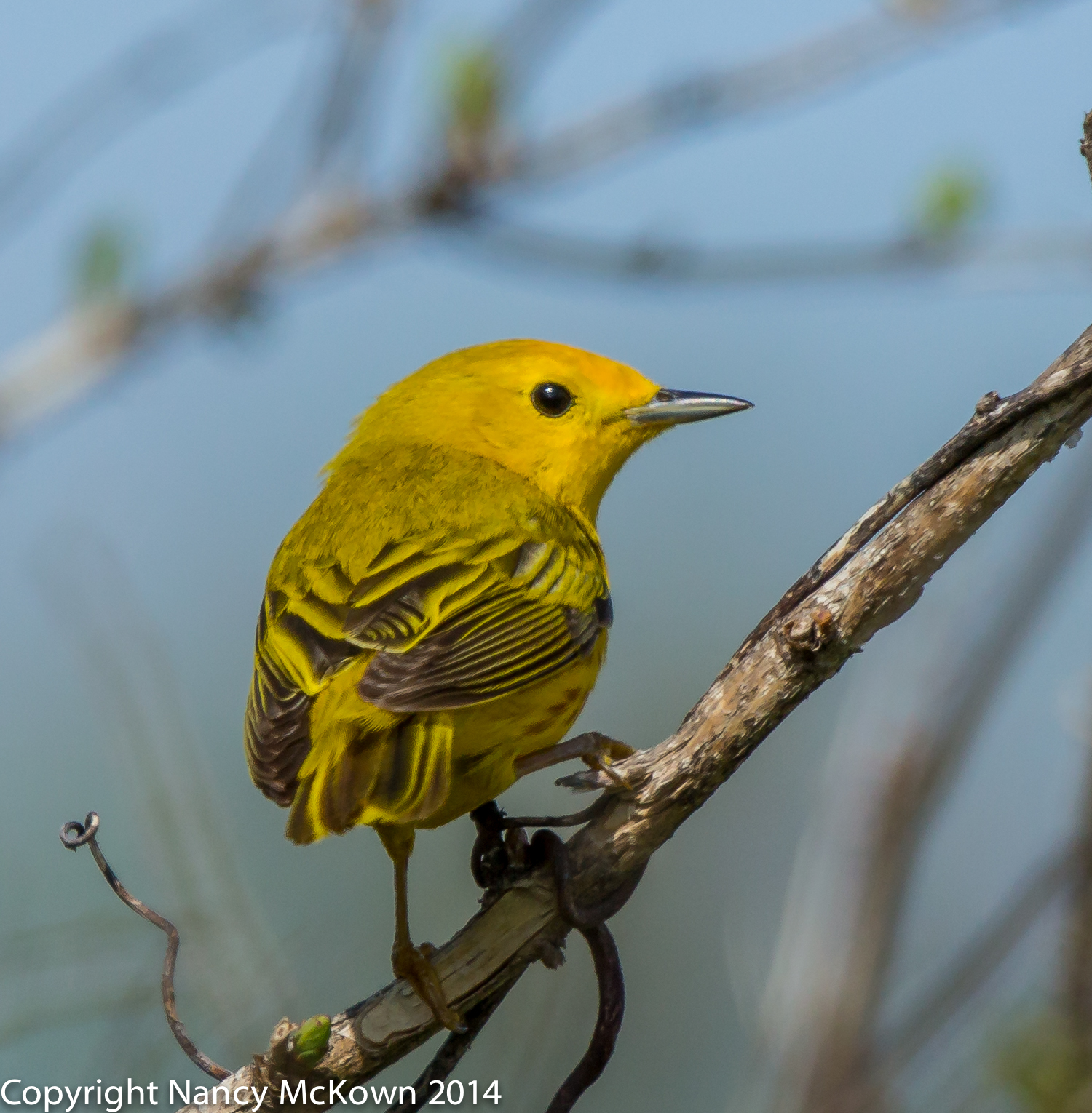 Yellow Warbler | Welcome to NancyBirdPhotography.com