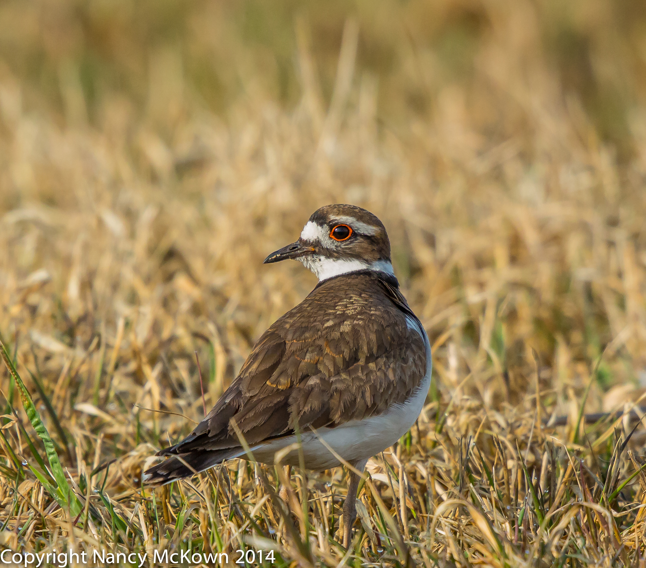 Photo of Killdeer