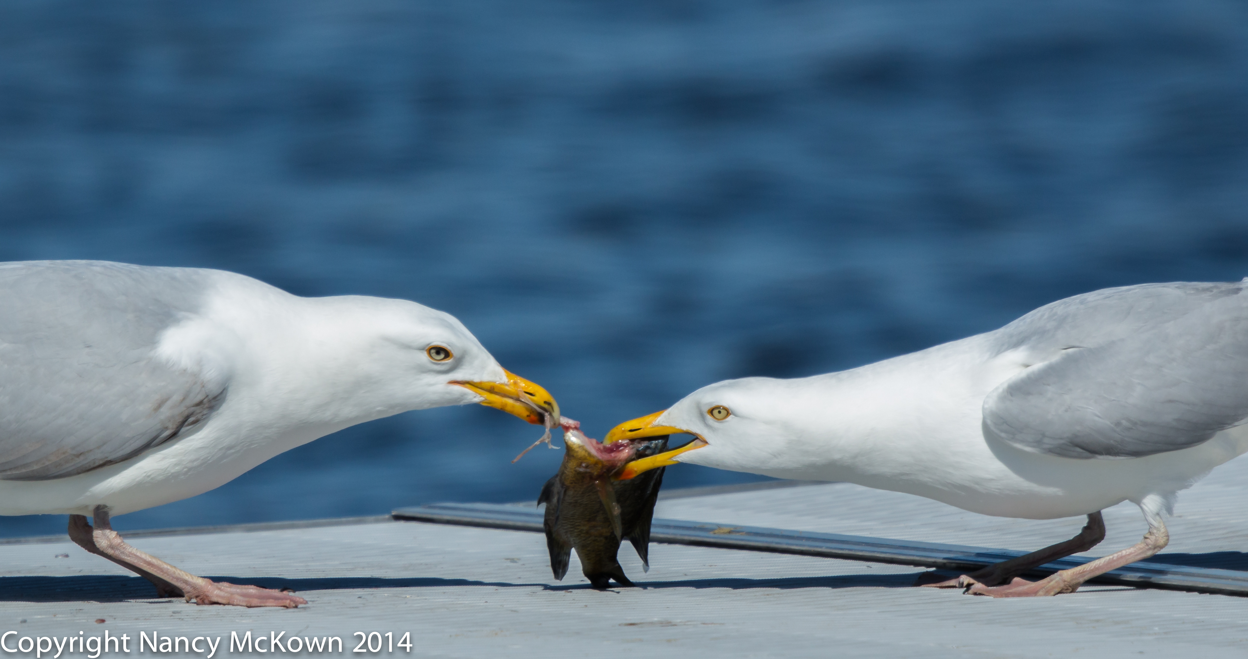 Photo of Herring Seagulls