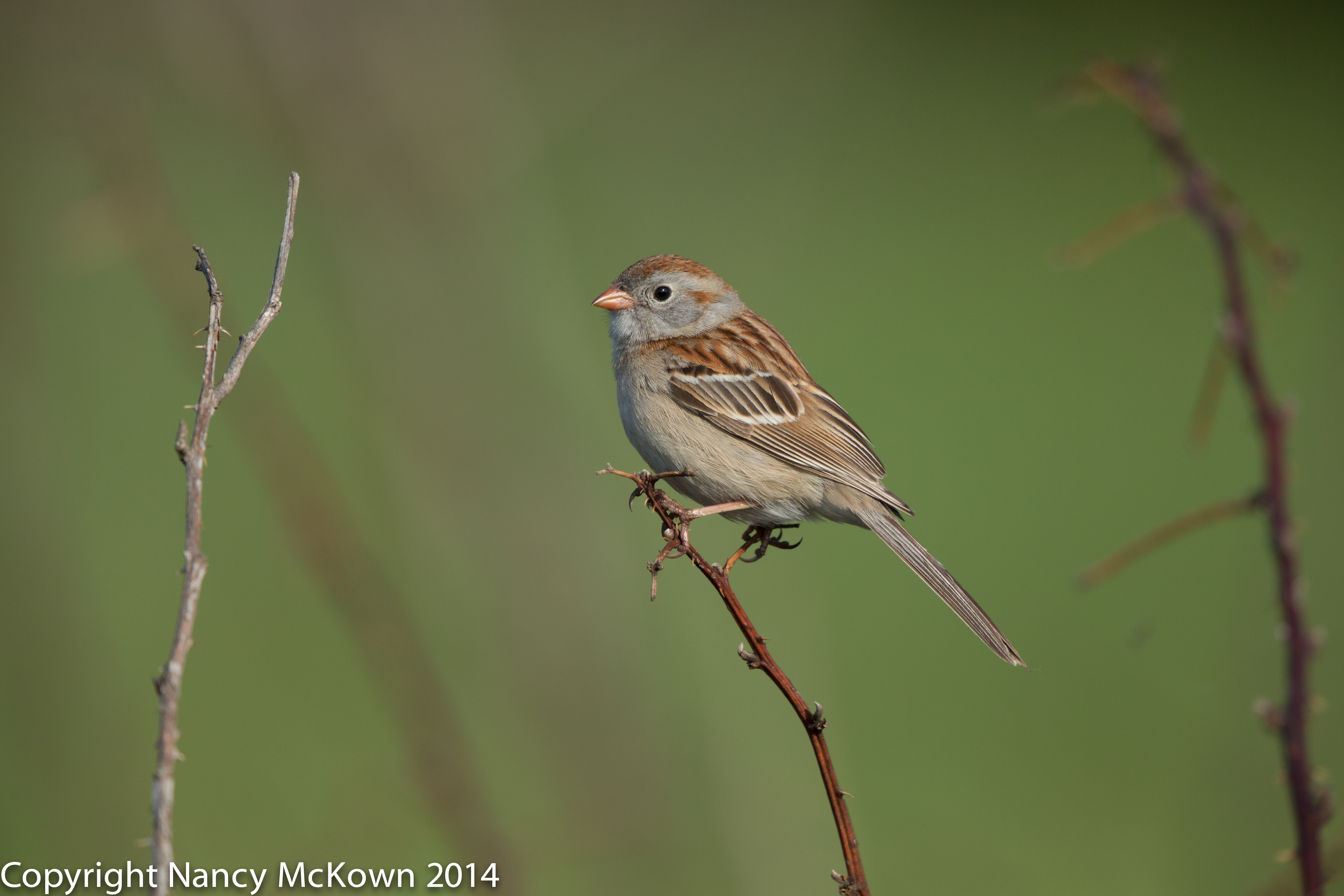 Photo of Field Sparrow