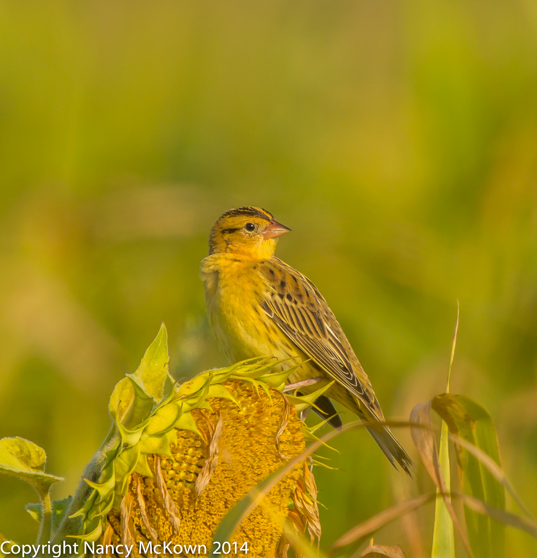 Photo of Savannah Sparrow