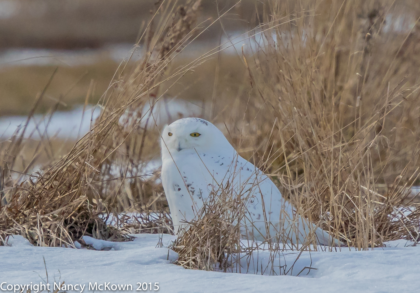 Photo of Snowy Owl