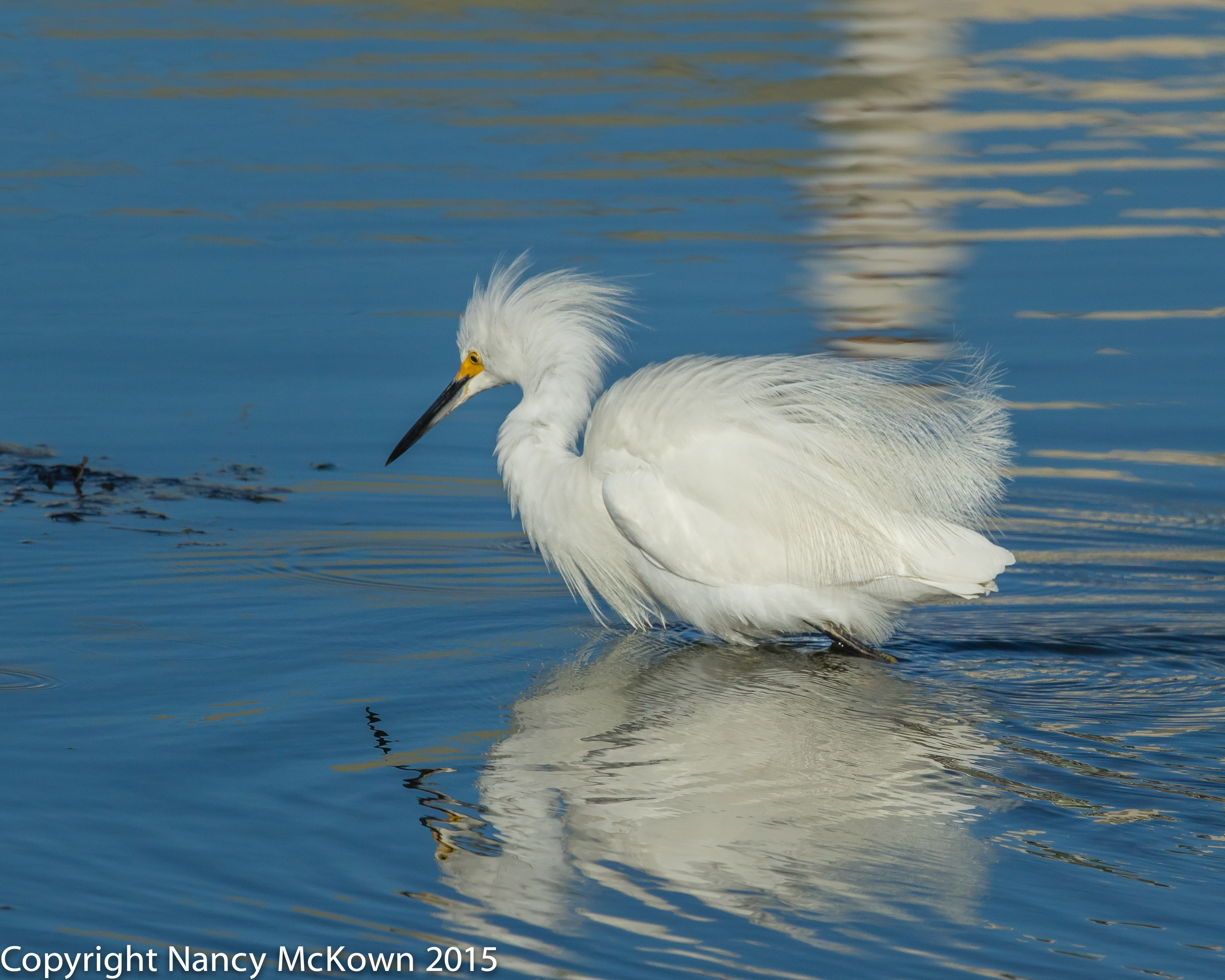 Snowy Egret | Welcome to NancyBirdPhotography.com