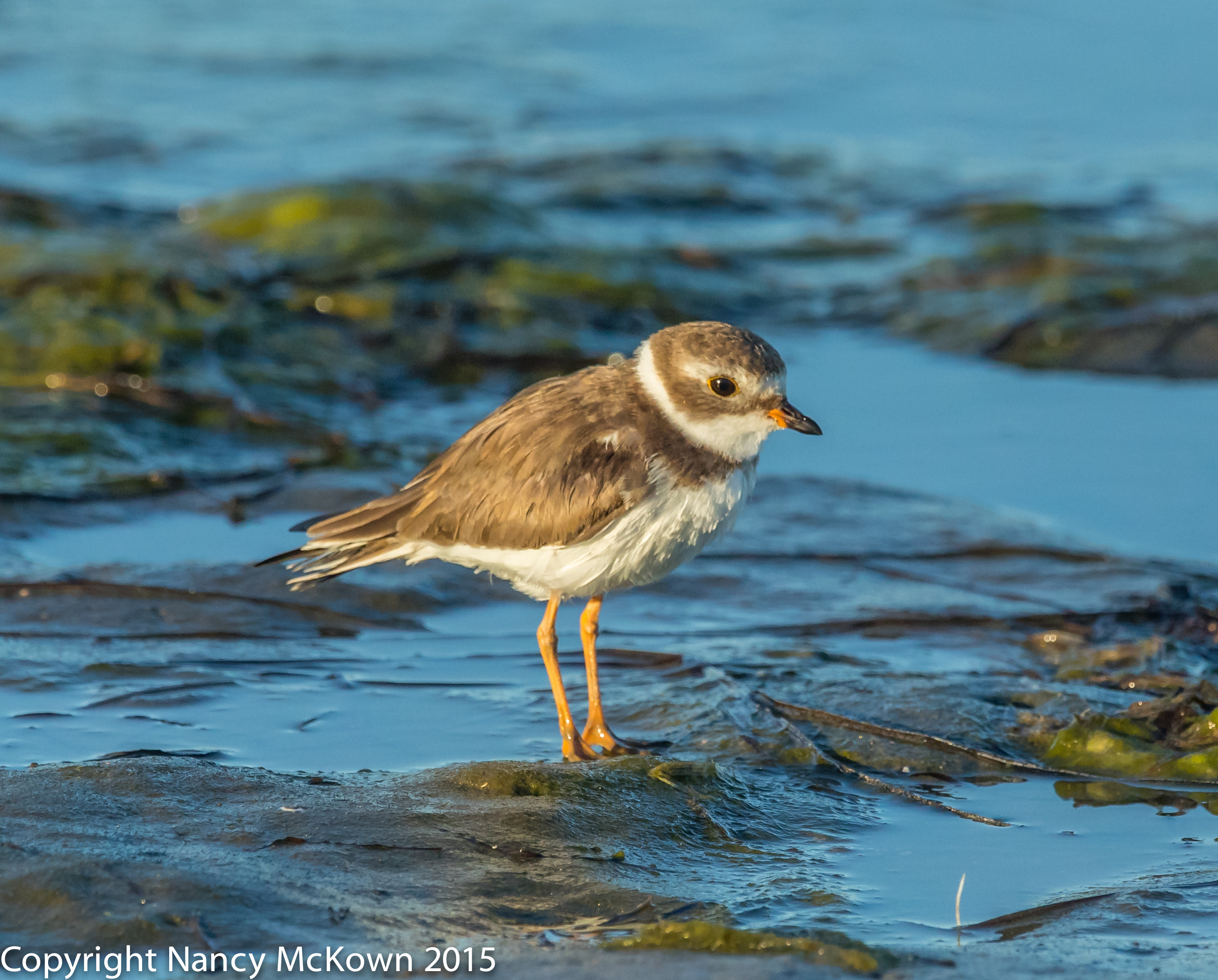 Semi Palmated Plover | Welcome to NancyBirdPhotography.com