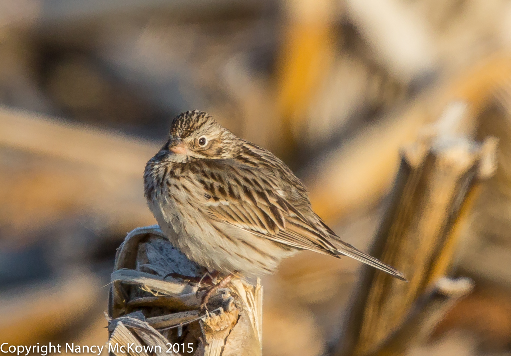 Photo of Vesper Sparrow