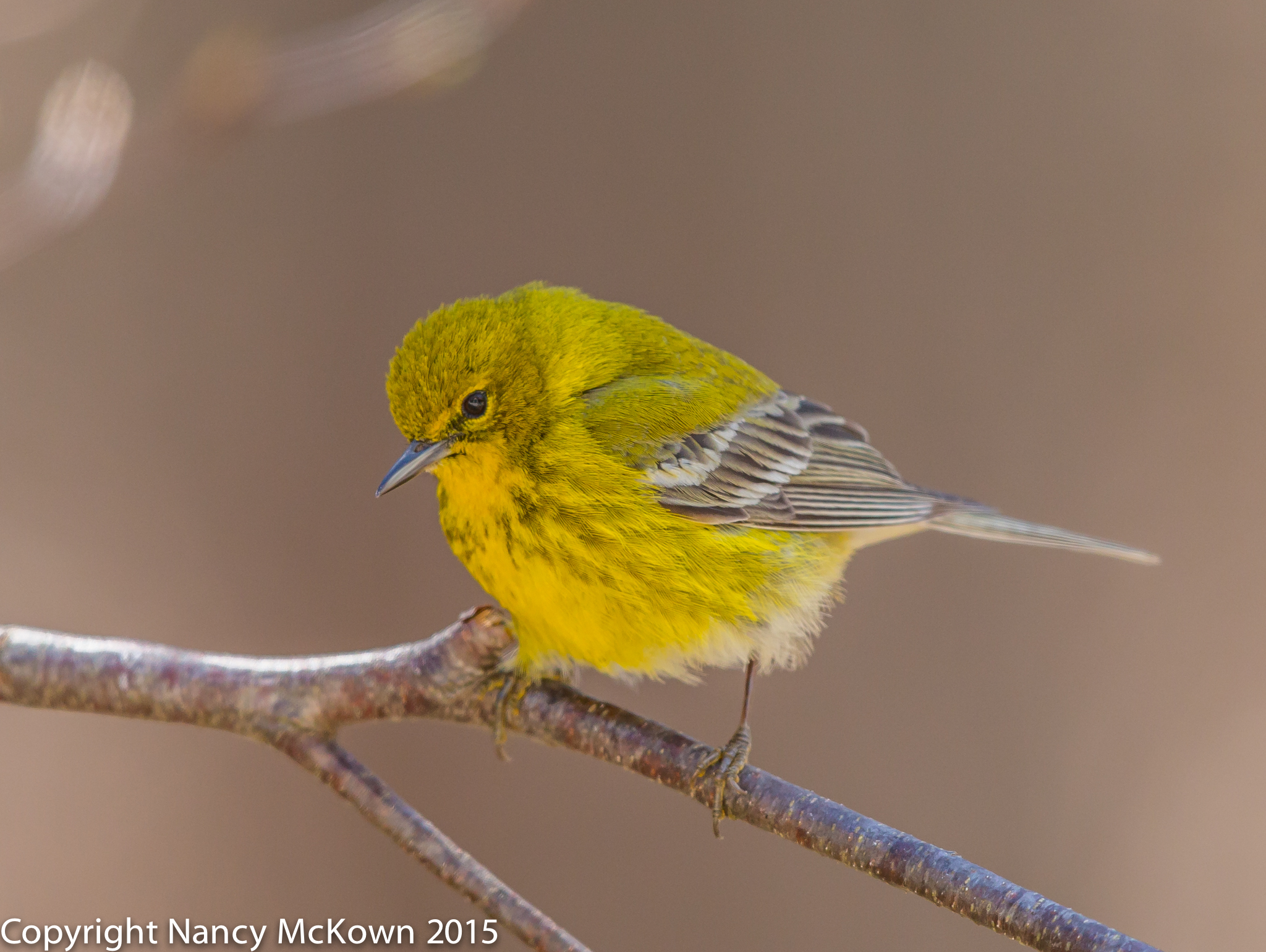 Photo of Pine Warbler