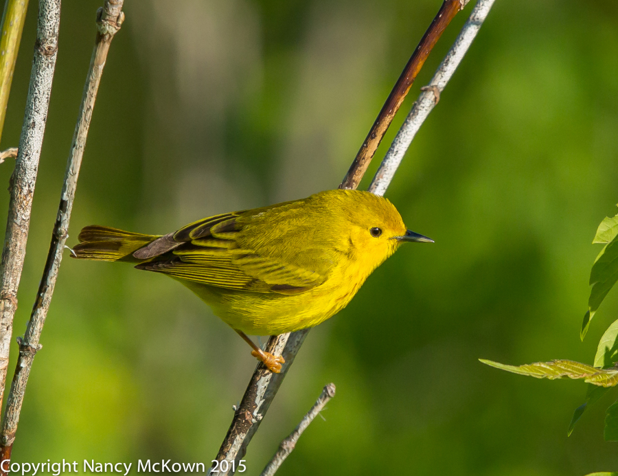 Photographing Yellow Warblers in Spring | Welcome to ...