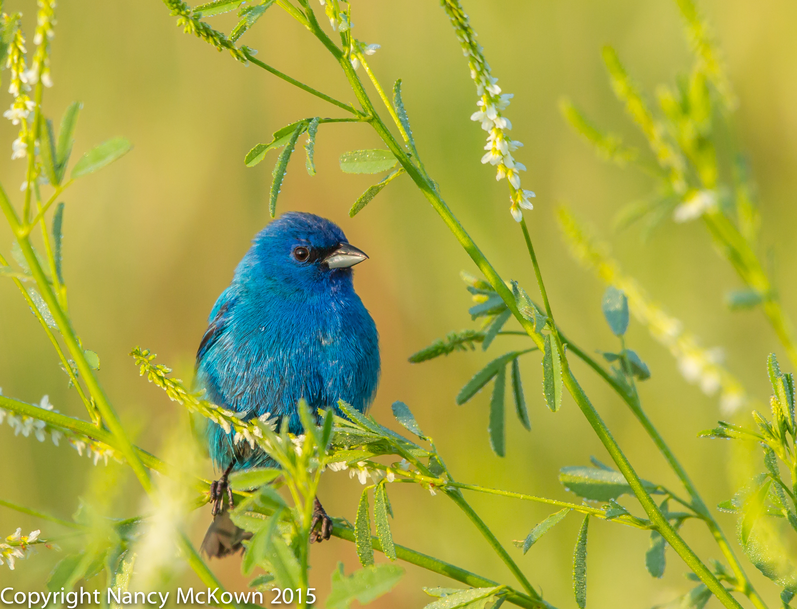 Photo of Male Indigo Bunting