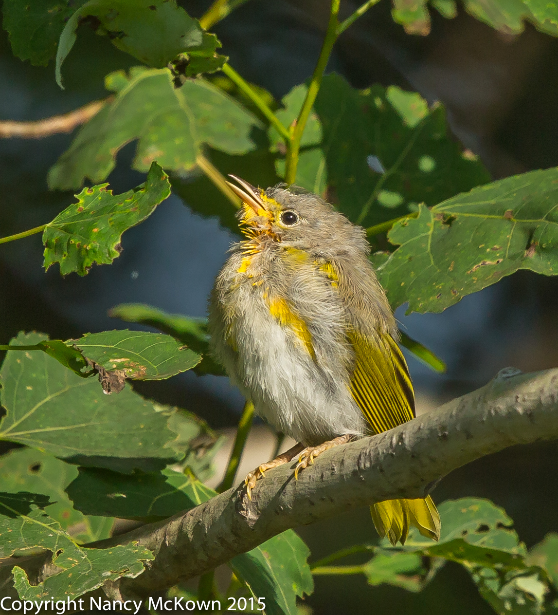 Photo of Young Yellow Warbler
