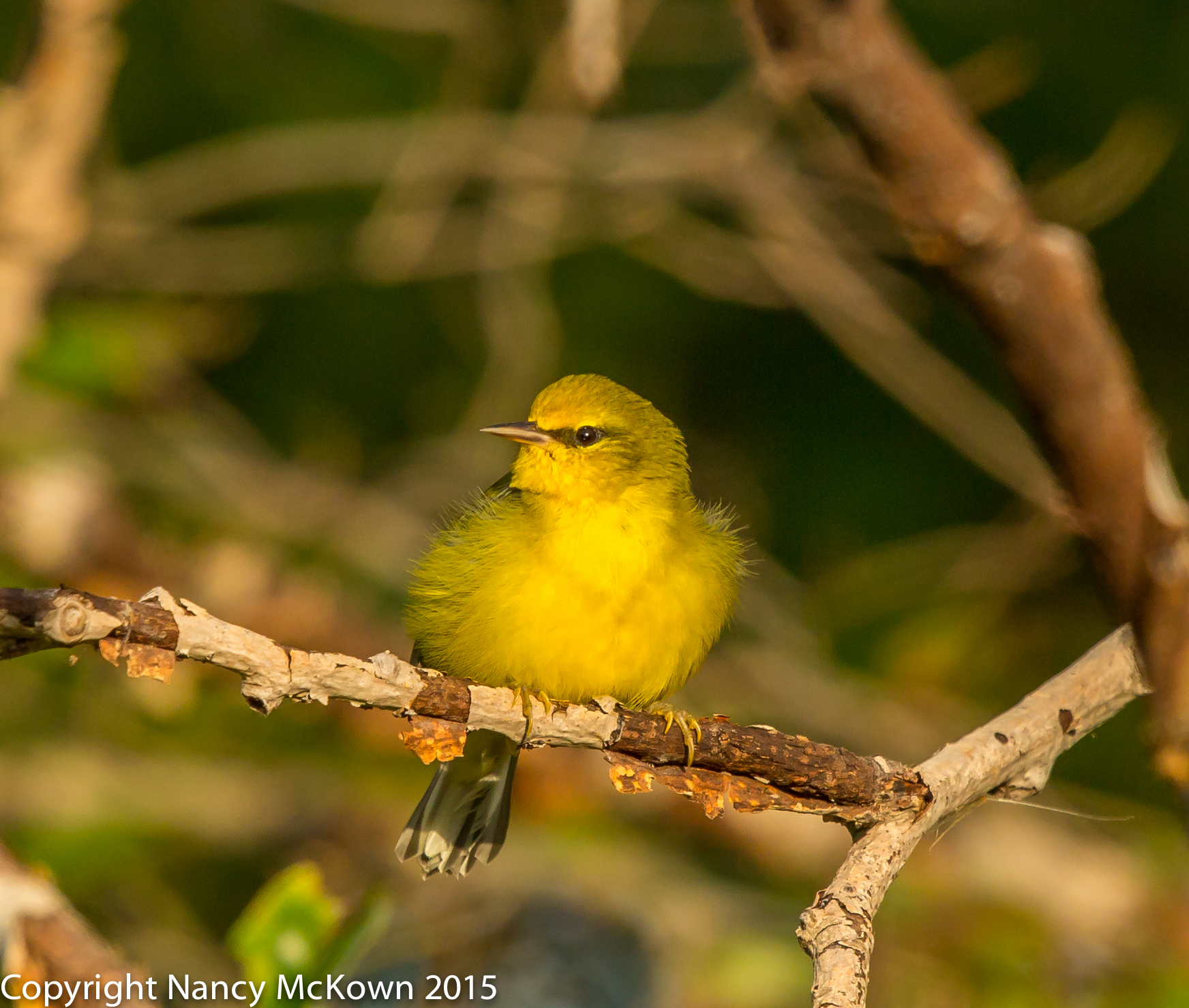 Photo of Blue Winged Warbler