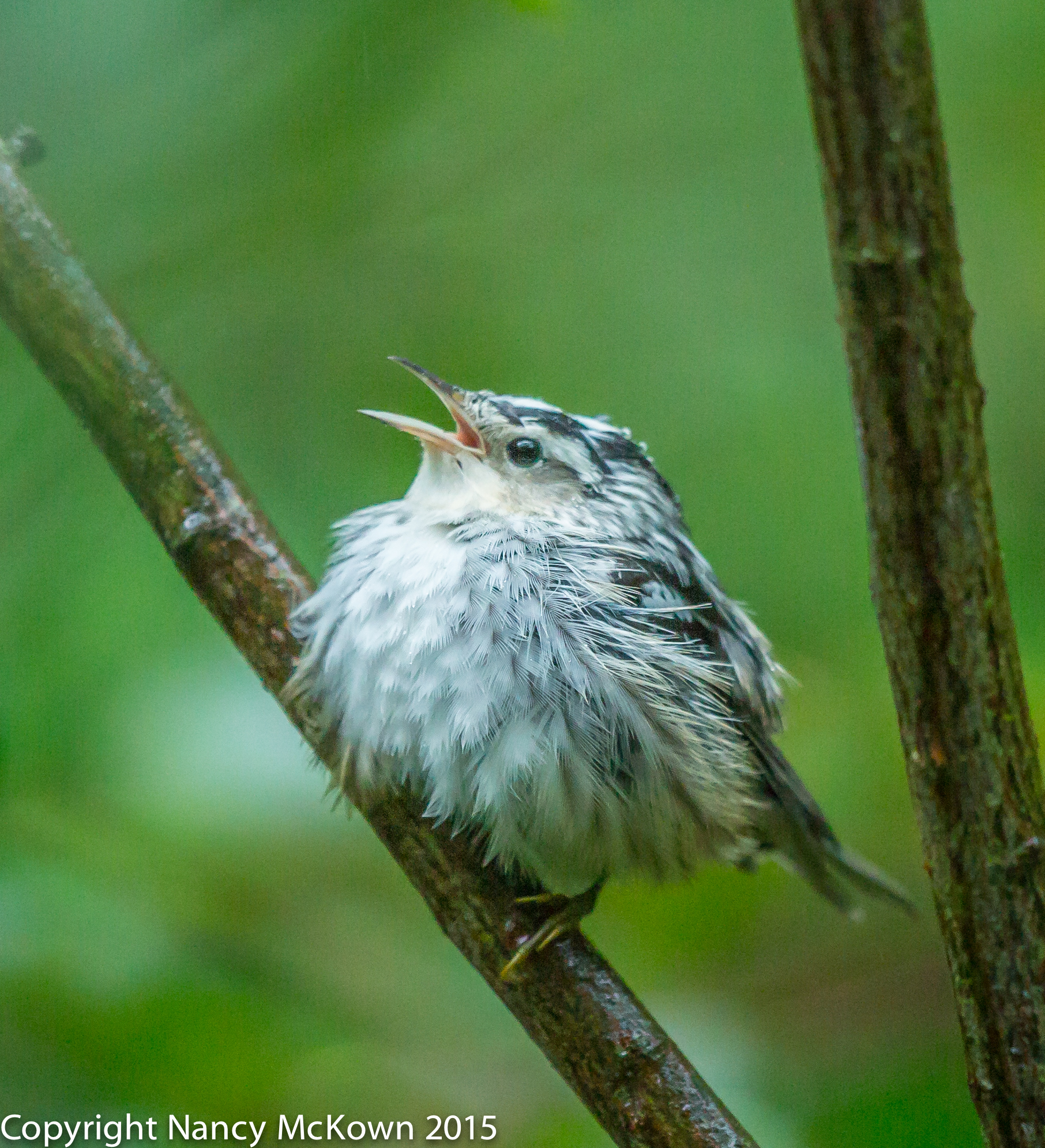 Photo of Black and White Warbler Bathing