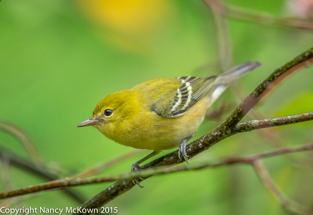 Photographing a Bay Breasted Warbler and Playing with Exposure ...