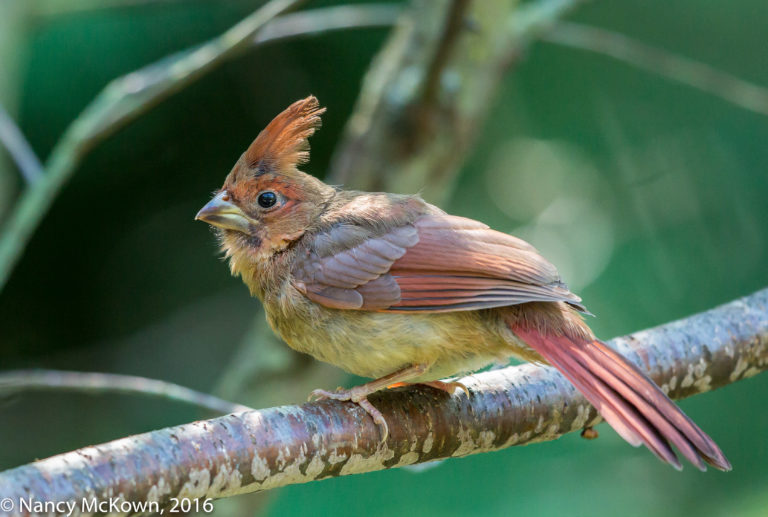 Photographing Female Northern Cardinals to
