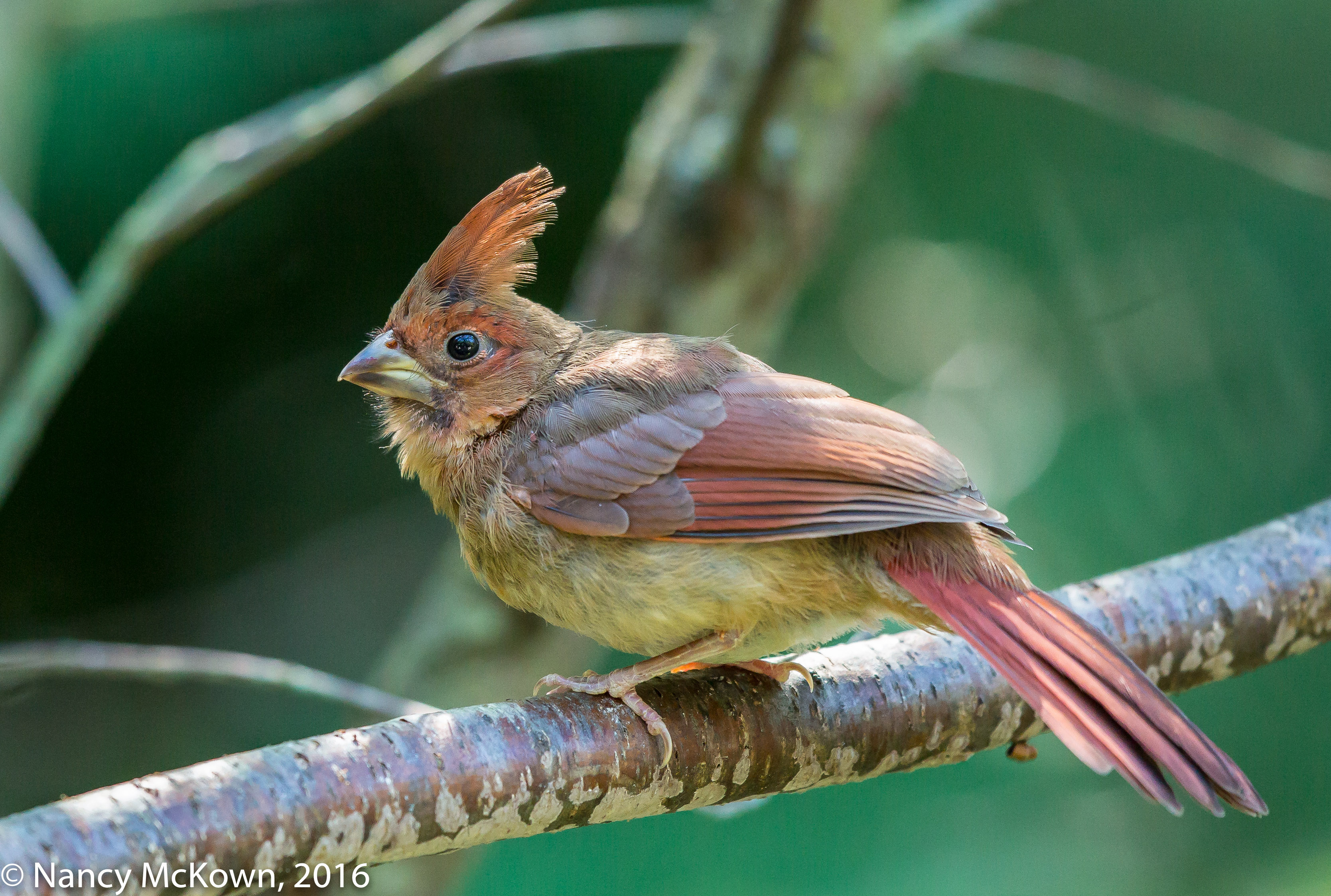 what does a visit from a female cardinal mean