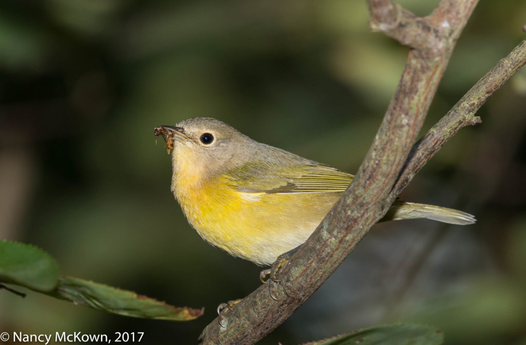 Photographing Nashville Warblers and Thoughts About HDR Images ...