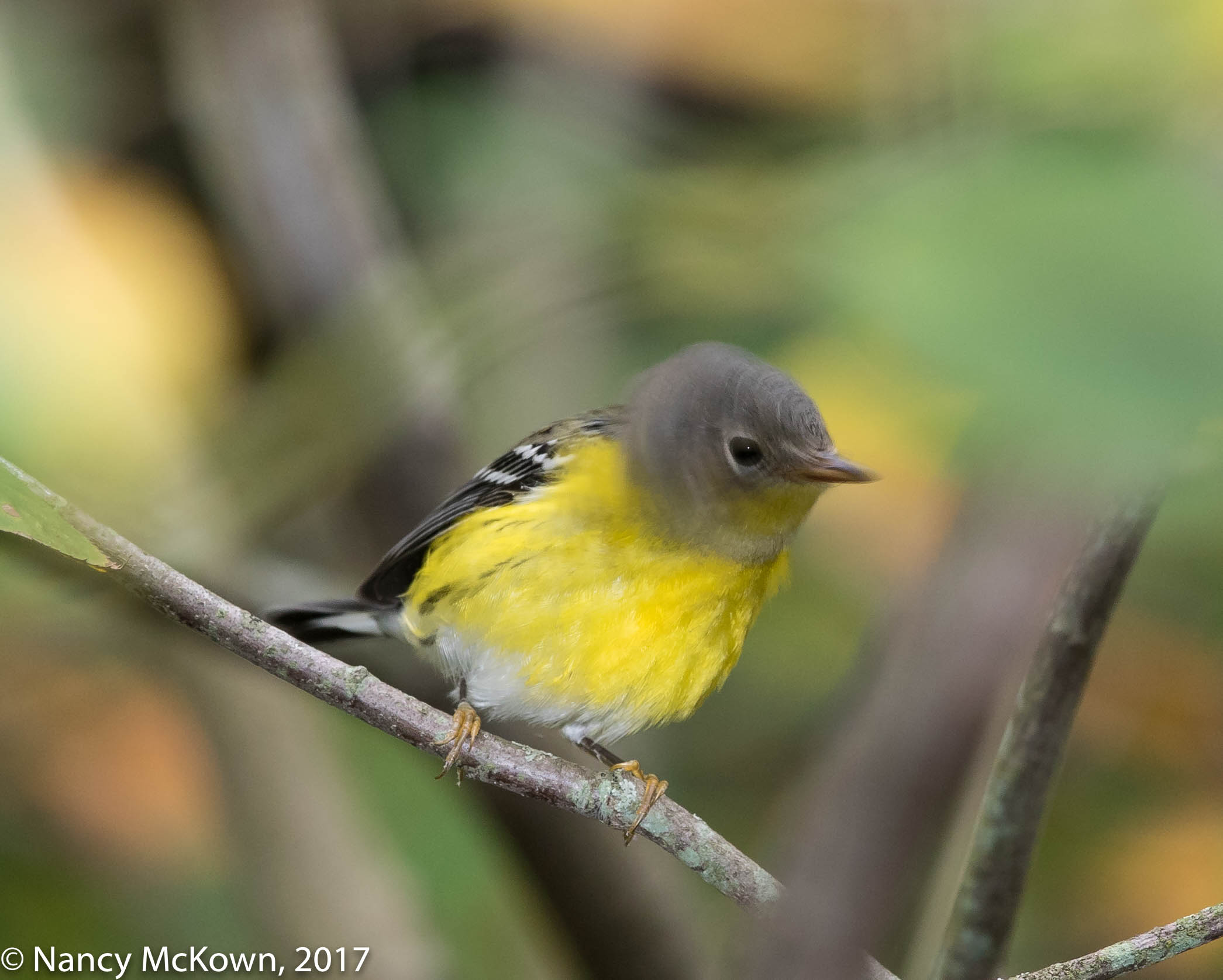 Young Magnolia Warbler | Welcome to NancyBirdPhotography.com