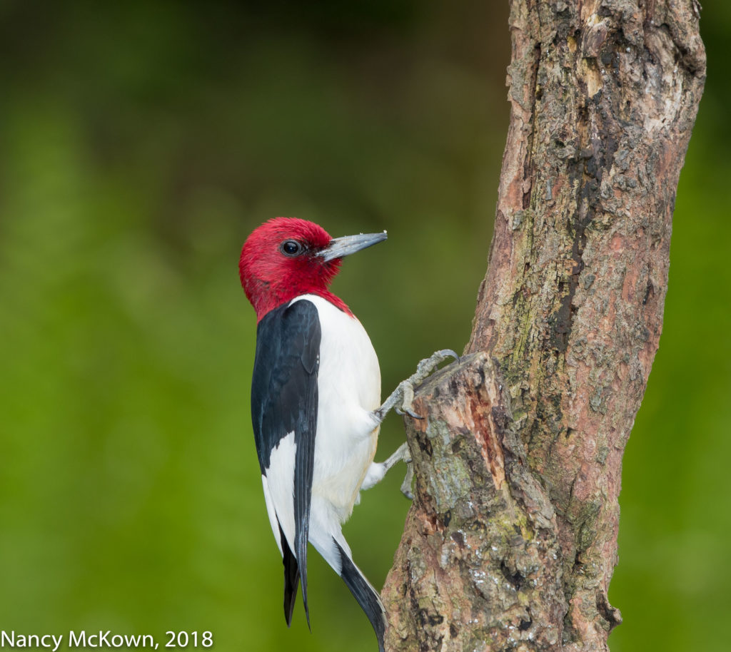 red-headed-woodpecker-welcome-to-nancybirdphotography